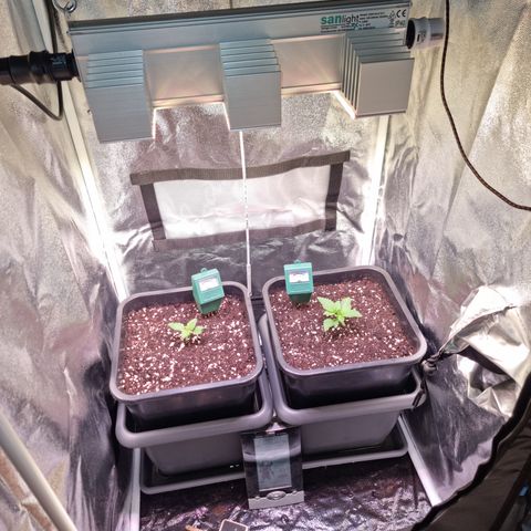 RolexHaschisch growlog timeline photo