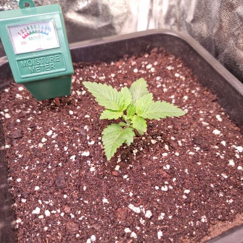 RolexHaschisch growlog timeline photo