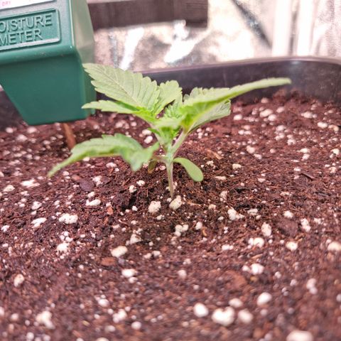 RolexHaschisch growlog timeline photo