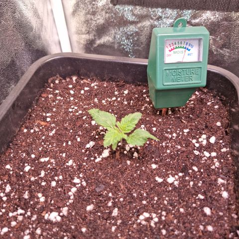 Watermelon growlog timeline photo