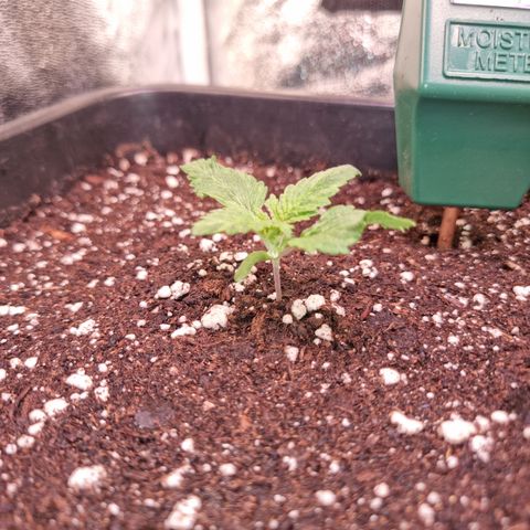 Watermelon growlog timeline photo