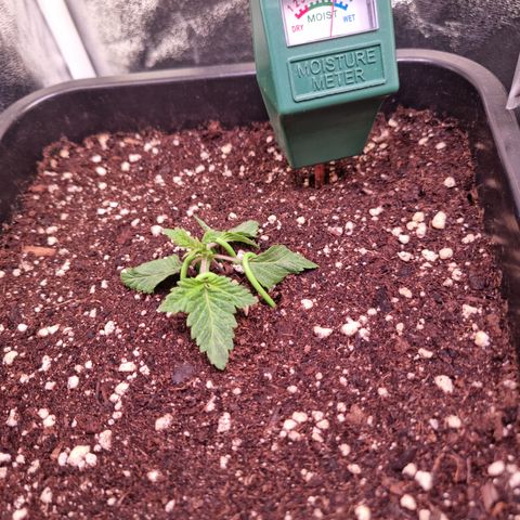 Watermelon growlog timeline photo