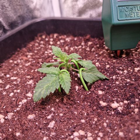 Watermelon growlog timeline photo