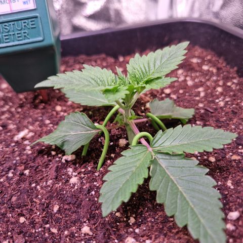 RolexHaschisch growlog timeline photo