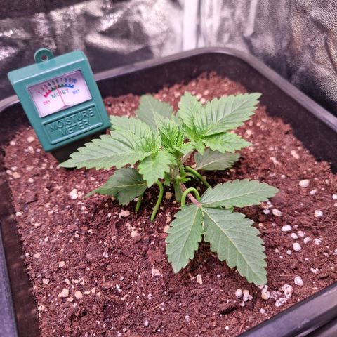 RolexHaschisch growlog timeline photo