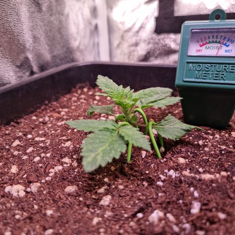 Watermelon growlog timeline photo