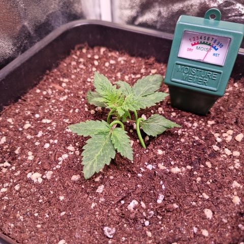 Watermelon growlog timeline photo