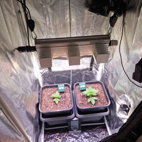 RolexHaschisch growlog timeline photo