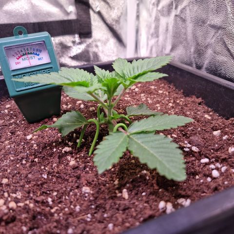 RolexHaschisch growlog timeline photo