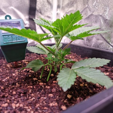 RolexHaschisch growlog timeline photo