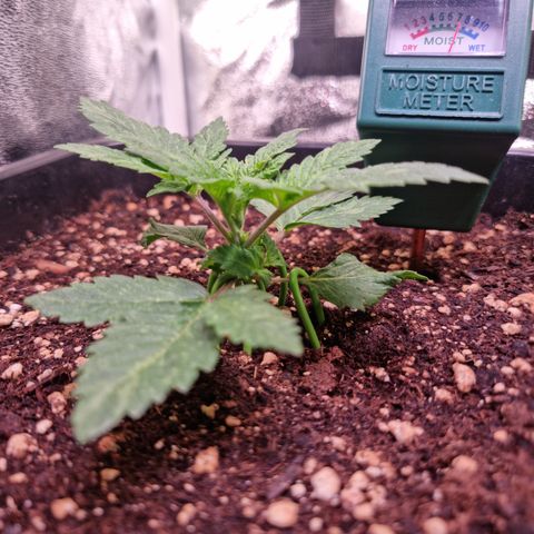 Watermelon growlog timeline photo