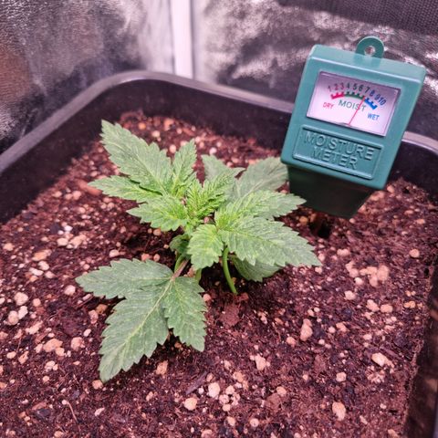Watermelon growlog timeline photo