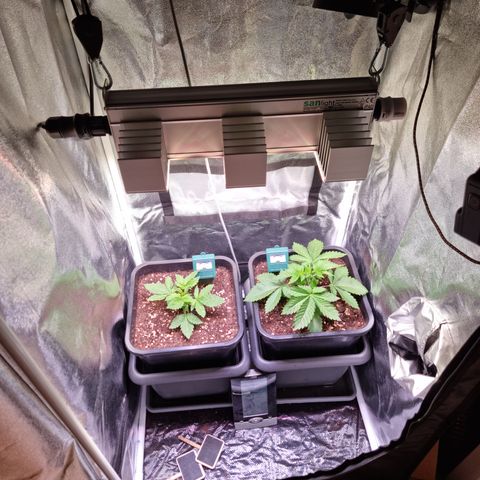 RolexHaschisch growlog timeline photo