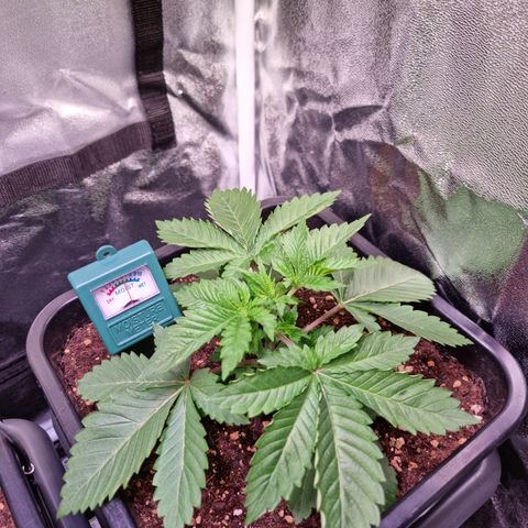 RolexHaschisch growlog timeline photo