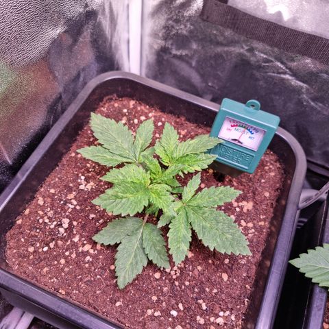Watermelon growlog timeline photo
