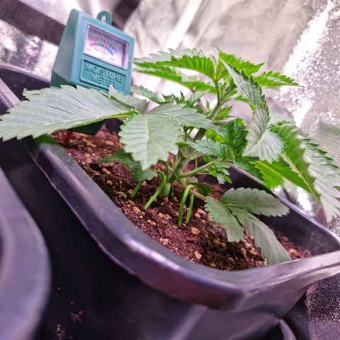 RolexHaschisch growlog timeline photo