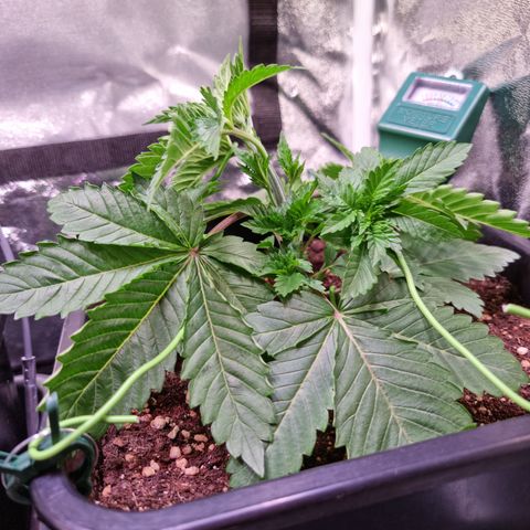 RolexHaschisch growlog timeline photo