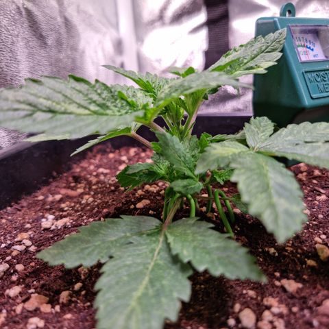 Watermelon growlog timeline photo