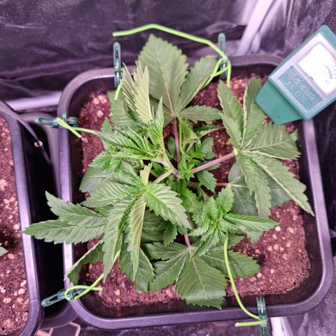 RolexHaschisch growlog timeline photo