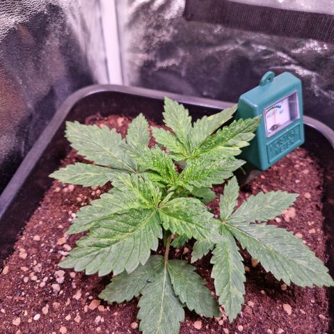 Watermelon growlog timeline photo