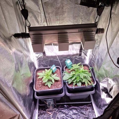 RolexHaschisch growlog timeline photo