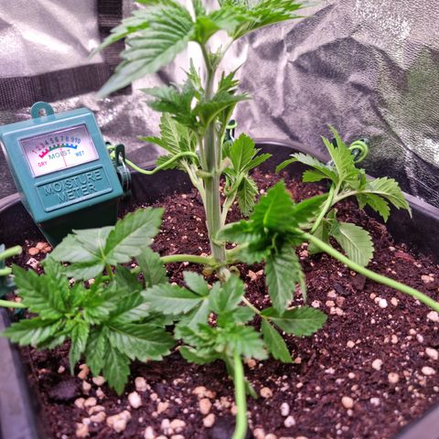 RolexHaschisch growlog timeline photo