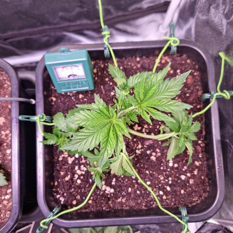 RolexHaschisch growlog timeline photo