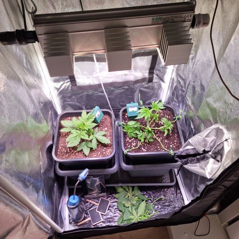 RolexHaschisch growlog timeline photo