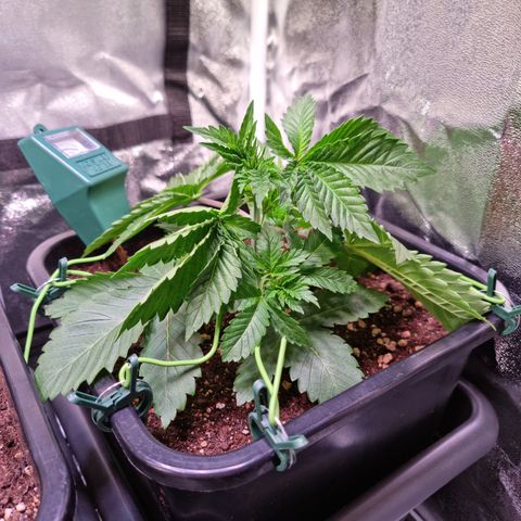RolexHaschisch growlog timeline photo