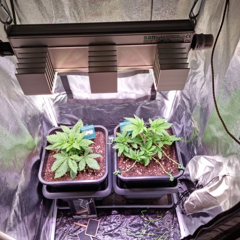 RolexHaschisch growlog timeline photo