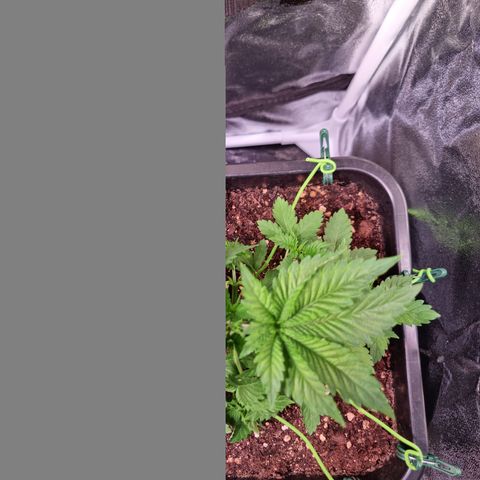 RolexHaschisch growlog timeline photo