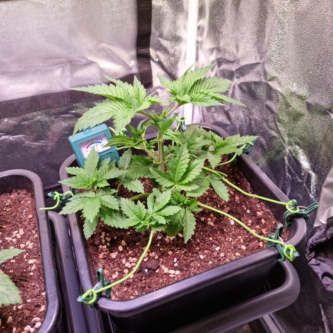 RolexHaschisch growlog timeline photo