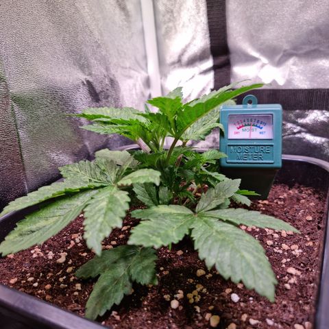 Watermelon growlog timeline photo