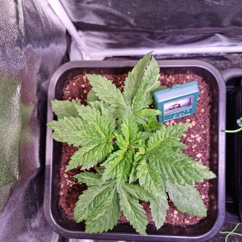 Watermelon growlog timeline photo