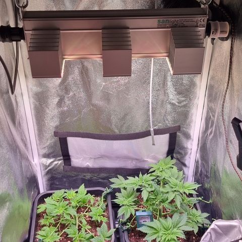RolexHaschisch growlog timeline photo