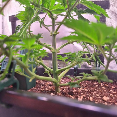 RolexHaschisch growlog timeline photo