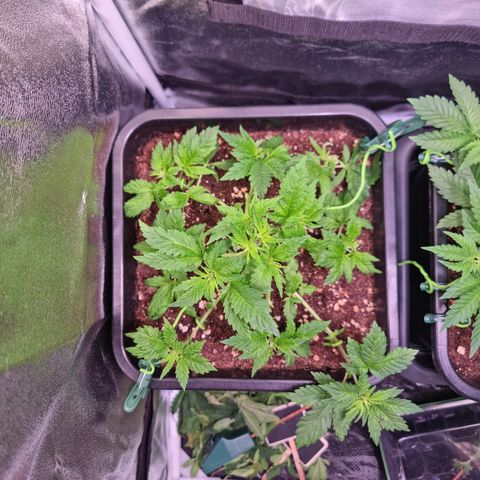 Watermelon growlog timeline photo