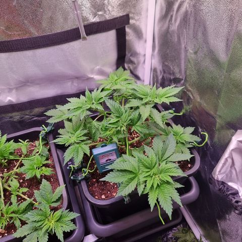 RolexHaschisch growlog timeline photo
