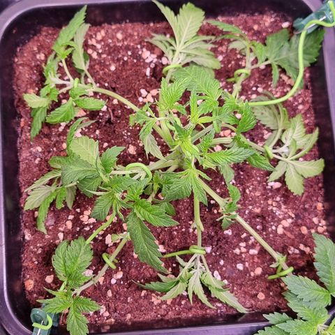 Watermelon growlog timeline photo