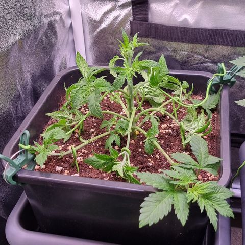 Watermelon growlog timeline photo