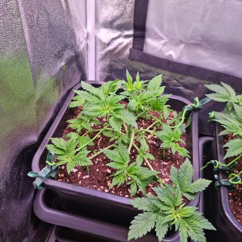 Watermelon growlog timeline photo