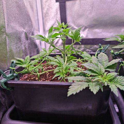 Watermelon growlog timeline photo