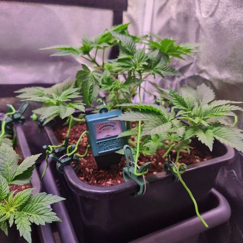 RolexHaschisch growlog timeline photo