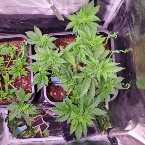 RolexHaschisch growlog timeline photo