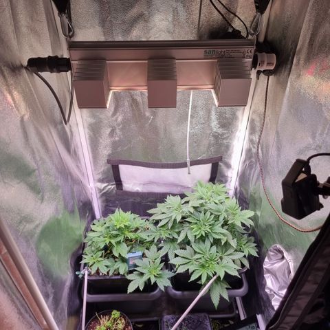 RolexHaschisch growlog timeline photo