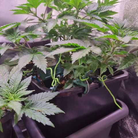 RolexHaschisch growlog timeline photo