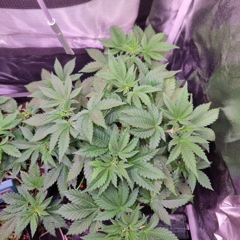 RolexHaschisch growlog timeline photo