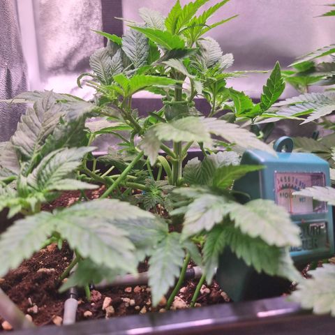 Watermelon growlog timeline photo