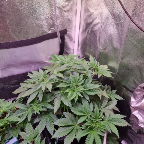 RolexHaschisch growlog timeline photo