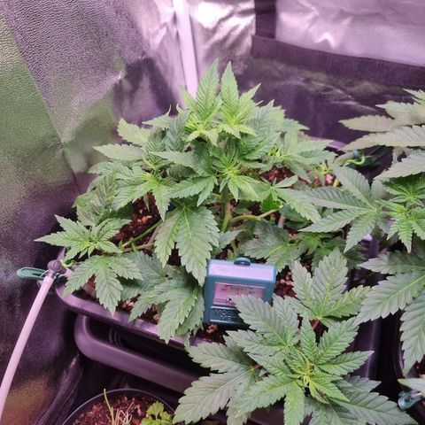 Watermelon growlog timeline photo